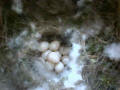 Blue Tit eggs