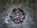 Blue Tit chicks