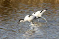 Avocet