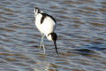 Avocet