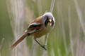 Bearded Tit