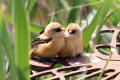 Bearded Tit