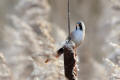 Bearded Tit - South Norwood Country Park