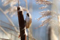 Bearded Tit