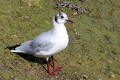 Black-headed Gull
