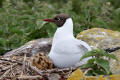 Black-headed Gull