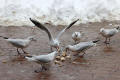 Black-headed Gull