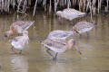 Black-tailed Godwit