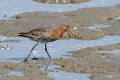 Black-tailed Godwit