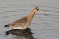 Black-tailed Godwit