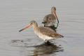 Black-tailed Godwit