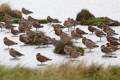 Black-tailed-Godwit