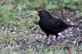 Blackbird