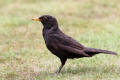Blackbird