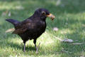 Blackbird