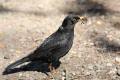 Blackbird with collected food