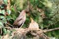 Female Blackbird feeding young