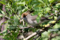 Blackcap