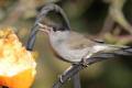 Male Blackcap and apple