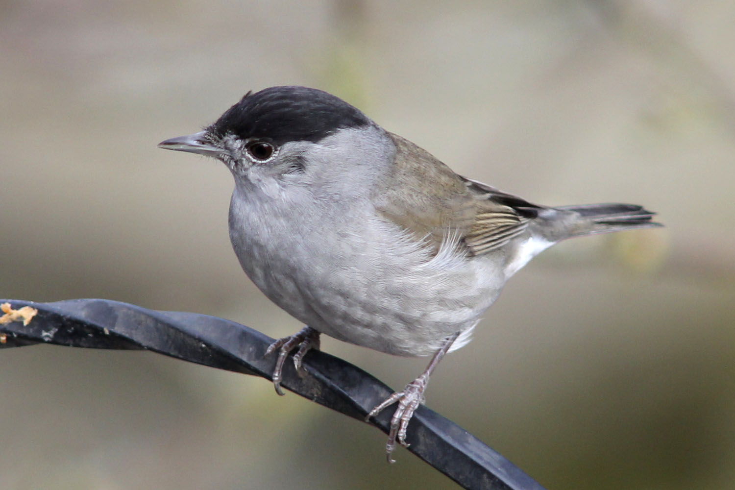 Blackcap_3054.jpg