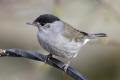 Blackcap on the feeder