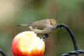 Female Blackcap on the feeder with some apple