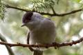 Blackcap