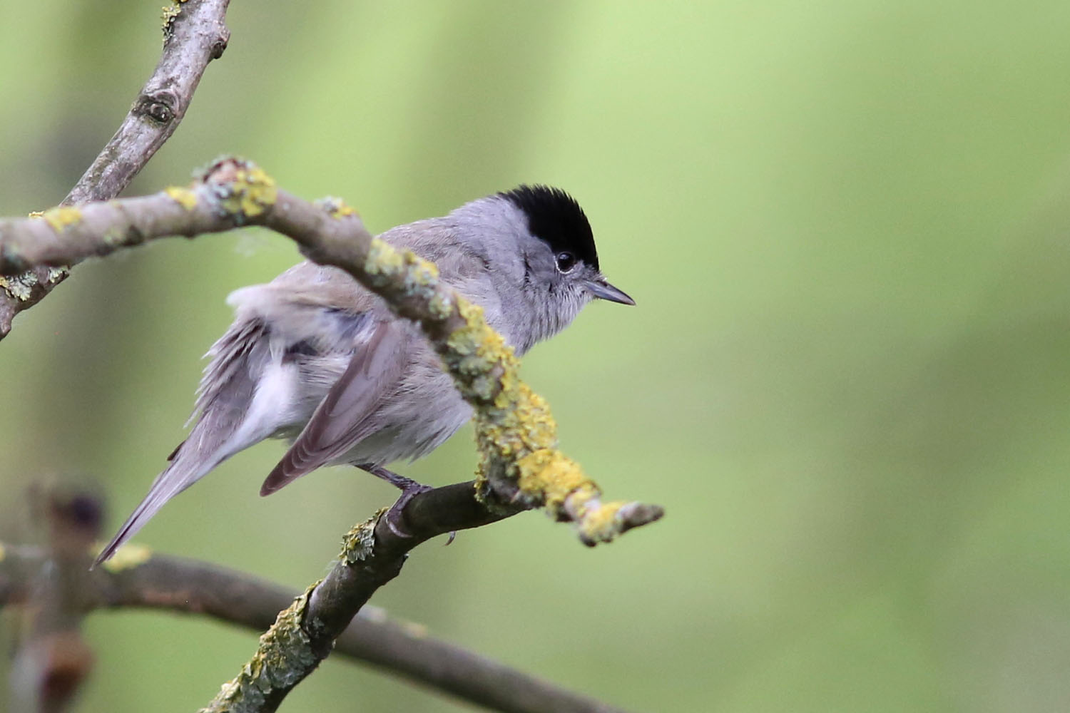 Garden Bird Identifier Chart