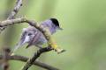 Blackcap