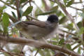 Blackcap