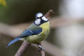 Blue Tit