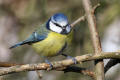 Blue Tit