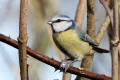 Blue Tit