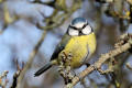 Blue Tit