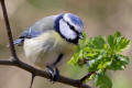 Blue Tit