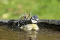 Blue Tit in the birdbath