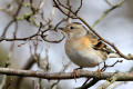 Brambling