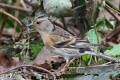 Brambling