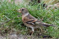 Brambling