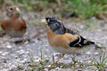 Brambling