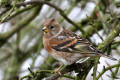 Brambling