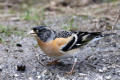 Brambling