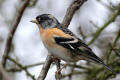 Brambling