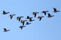 Brent Goose