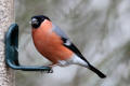 Bullfinch