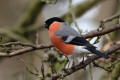 Bullfinch