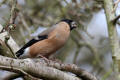 Bullfinch