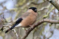 Bullfinch