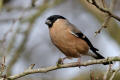 Bullfinch