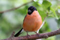 Bullfinch